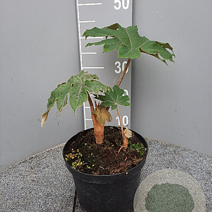 Tetrapanax papyrifer 'Rex' gm 4,0L