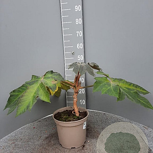 Tetrapanax papyrifer 'Rex' GM C5