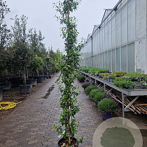 Trachelospermum jasminoides 250-300 cm 18L