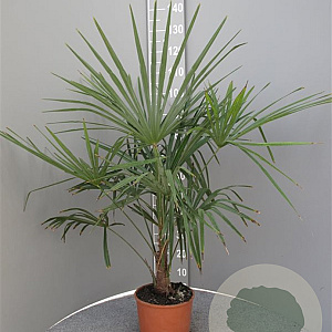 Trachycarpus fortunei 50-60 cm 6L