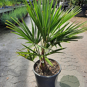 Trachycarpus fortunei 125-150 cm 12L