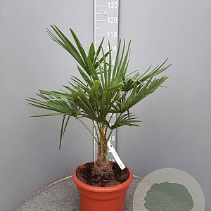 Trachycarpus fortunei 30 cm stam container