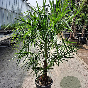 Trachycarpus fortunei 40 cm stam container
