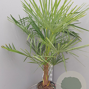 Trachycarpus fortunei 40 cm stam container