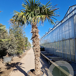 Trachycarpus fortunei 210 cm stam container