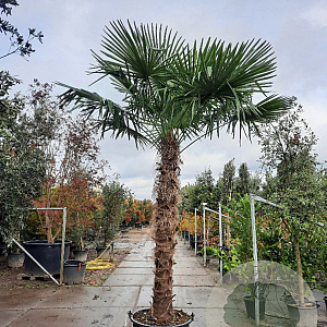 Trachycarpus fortunei 220 cm stam container