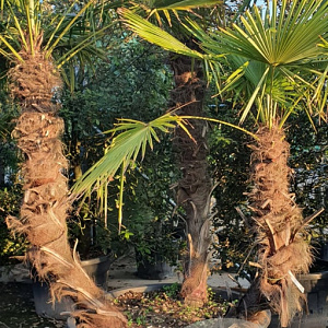 Trachycarpus fortunei GM container meerstammig