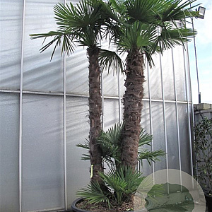 Trachycarpus fortunei GM container meerstammig
