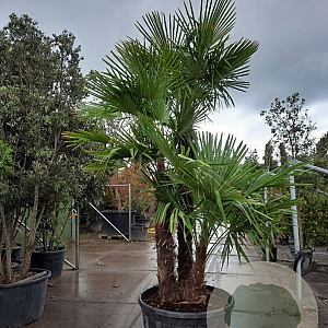 Trachycarpus fortunei GM container meerstammig