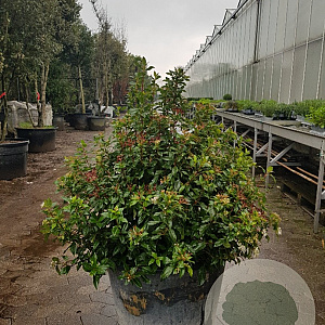 Viburnum tinus 80-100 cm container solitair