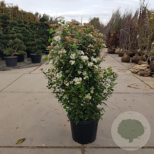 Viburnum tin. 'Eve Price' 120-140 cm 45L