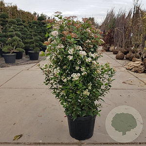 Viburnum tin. 'Eve Price' 120-140 cm 45L