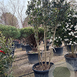 Viburnum tin. 'Eve Price' 175-200 cm container piramide