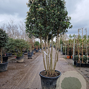Viburnum tin. 'Eve Price' 175-200 cm container piramide