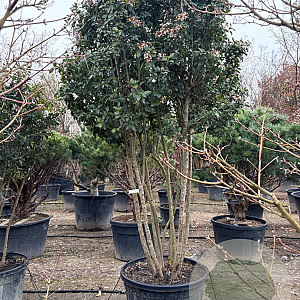 Viburnum tin. 'Eve Price' 175-200 cm container piramide