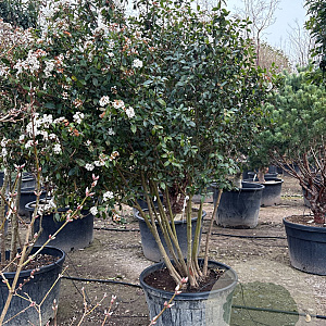 Viburnum tin. 'Eve Price' 175-200 cm container piramide