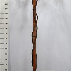 Wisteria brach. 'Okayama' 200 cm stam 45L dakvorm