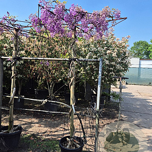 Wisteria brach. 'Okayama' 200 cm stam 45L dakvorm