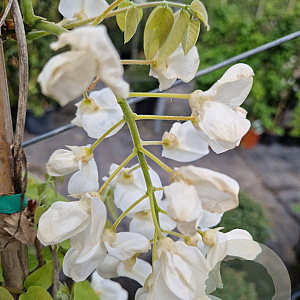 Wisteria brach. 'Shiro Kapitan' 175-200 cm 10L