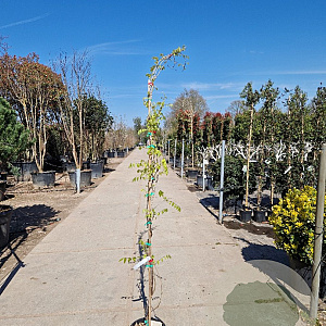 Wisteria brach. 'Showa-beni' 175-200 cm 10L