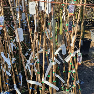 Wisteria flor. 'Domino' 175-200 cm 3,0L