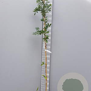 Wisteria flor. 'Lawrence' 175-200 cm 3,0L