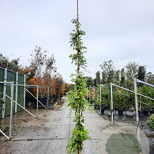 Wisteria sinensis 'Prolific' 350-400 cm 25L