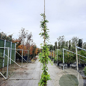 Wisteria sinensis 'Prolific' 350-400 cm 25L