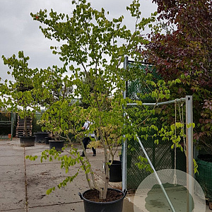 Zelkova serrata 250-300 cm container struik