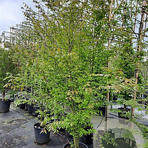 Zelkova serrata 250-300 cm container struik