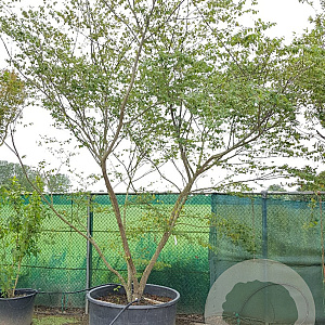 Zelkova serrata 300-350 cm container meerstammig