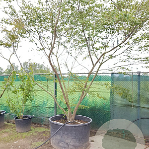 Zelkova serrata 350-400 cm container meerstammig