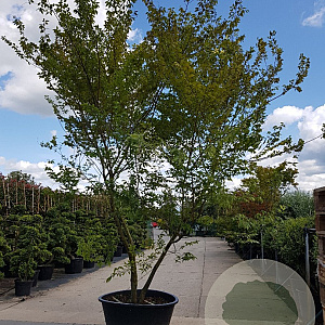 Zelkova serrata 350-400 cm container meerstammig