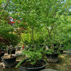 Zelkova serrata 350-400 cm container meerstammig