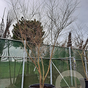 Zelkova serrata 350-400 cm container meerstammig