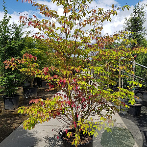 Cornus controversa 200-250 cm container meerstammig extra