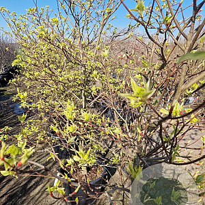 Cornus controversa 'Variegata' 80-100 cm 35L