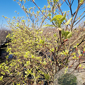Cornus controversa 'Variegata' 100-125 cm 35L