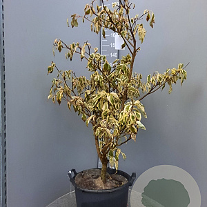 Cornus controversa 'Variegata' 125-150 cm 35L