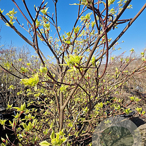 Cornus controversa 'Variegata' 125-150 cm 35L