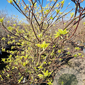 Cornus controversa 'Variegata' 175-200 cm container meerstammig