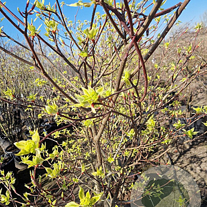 Cornus controversa 'Variegata' 200-250 cm container solitair