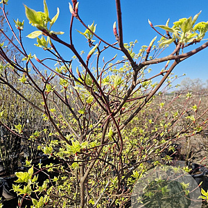Cornus controversa 'Variegata' 250-300 cm cont. 70L