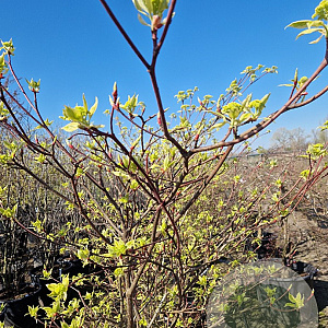 Cornus controversa 'Variegata' 180 cm stam container 6-8