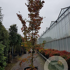 Cornus florida rubra 350-400 cm container