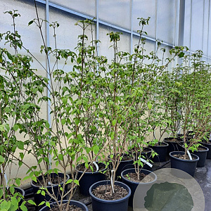 Cornus k. 'China Girl' 125-150 cm container meerstammig