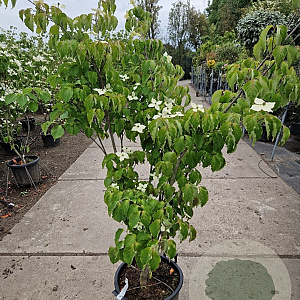 Cornus k. 'China Girl' 150-175 cm container meerstammig