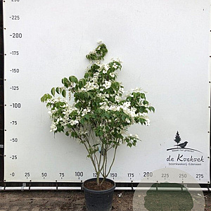 Cornus k. 'China Girl' 150-175 cm container meerstammig