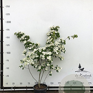 Cornus k. 'China Girl' 175-200 cm container meerstammig