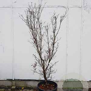 Cornus k. 'China Girl' 175-200 cm container meerstammig